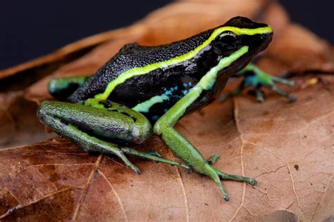 53 Most Colorful Frogs In The World 2022