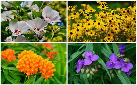 10 Fabulous Virginia Perennials Garden Lovers Club