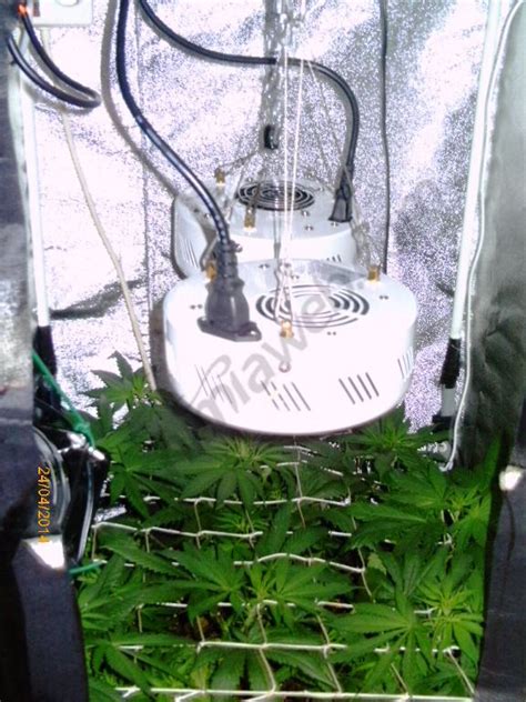 Growing Cannabis In Small Spaces Alchimiaweb