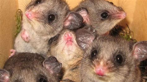 Endangered Mountain Pygmy Possums Born Iflscience