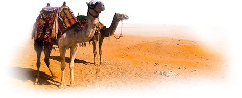 (the ship of the desert). Download Camel Clipart HQ PNG Image | FreePNGImg