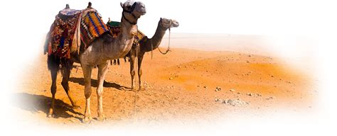 The camels and shadows in this picture. Download Camel Clipart HQ PNG Image | FreePNGImg