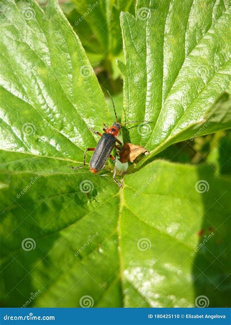 Green Leaf With Lady Bug In Garden Macro Photo Of Bulgaria Stock Photo