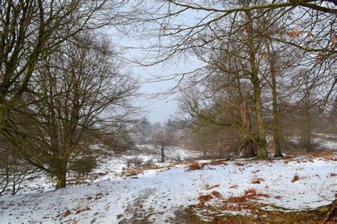 Web Knole Snow View Tree Tangle 2018 03 03 144054 Kent Walks Near