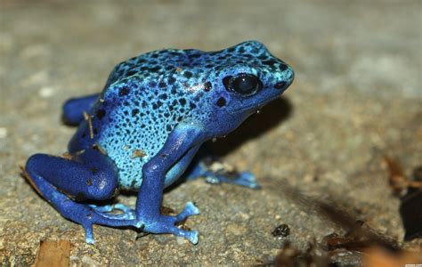 Blue Poison Dart Frog Picture By Mnmcarta For Ranidaphobia