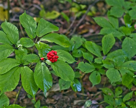 Why Ginseng Is The Most Profitable Herb For Small Growers - Profitable ...