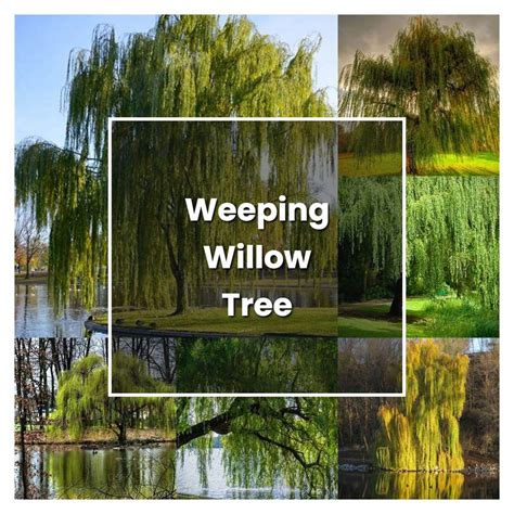 how to grow weeping willow tree plant care and tips norwichgardener