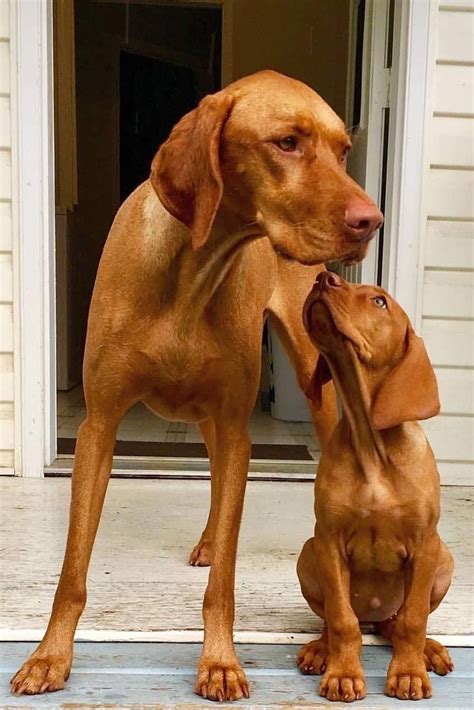 Hungarian Vizsla And Puppy ️🐾 Photo Vizsla Dogs