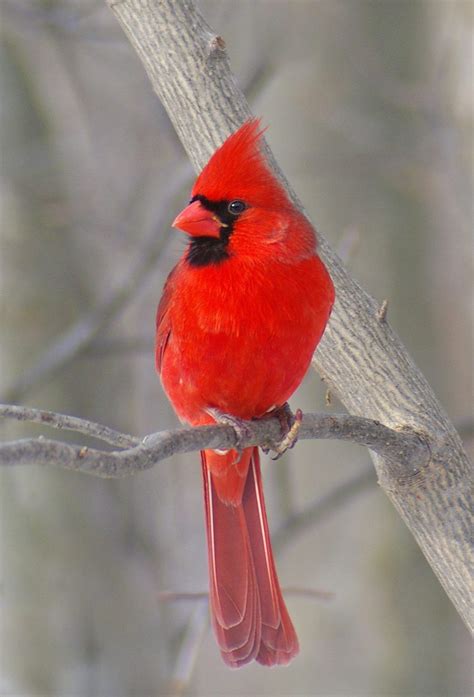 Male Cardinal Cardinal Birds Beautiful Birds Pet Birds