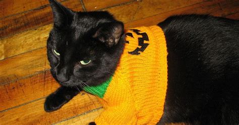 Cats Who Hate Their Halloween Costumes Huffpost Uk Comedy