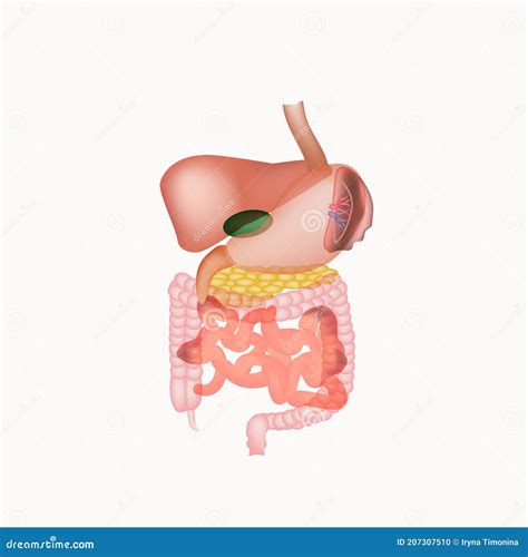 Anatomical Structure Of The Abdominal Organs Spleen Liver