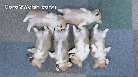 Sleeping puppies wallpapers high quality | download free. Cute corgi puppies part 6 sleeping / コーギー 子犬を並べてみた お昼寝 20130706 - YouTube