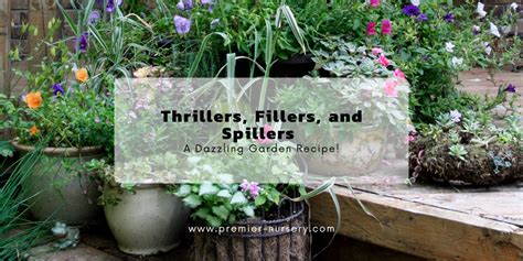 Thrillers Fillers And Spillers A Dazzling Garden Recipe Premier
