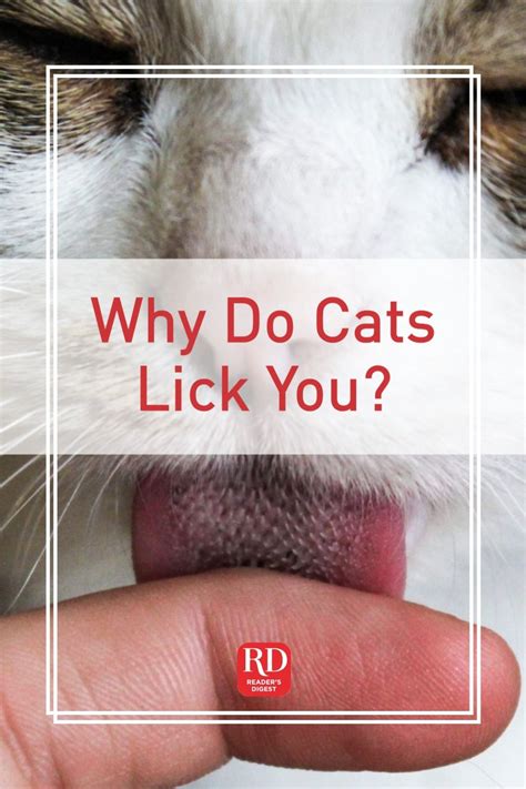 Why Do Cats Lick You In 2021 Cat Biting Cats Why Do Cats Purr