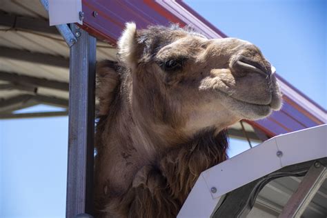 Camel Free Stock Photo Public Domain Pictures