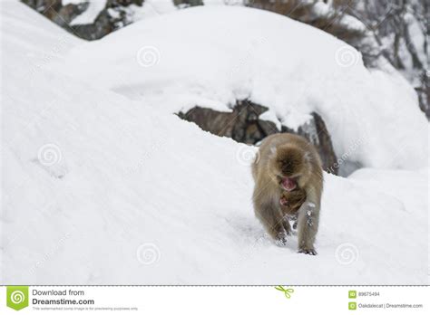 Snow Monkey Female With Baby Underneath Stock Photo Image Of Immature