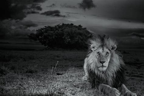 【動画】希少な黒いたてがみのライオンが大接近！ ナショナルジオグラフィック日本版サイト