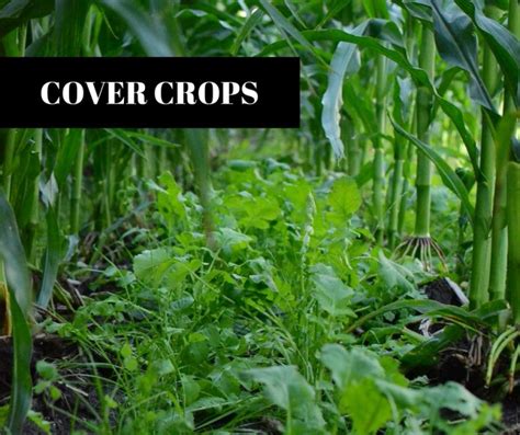 Cover Crops Rice Soil And Water Conservation District