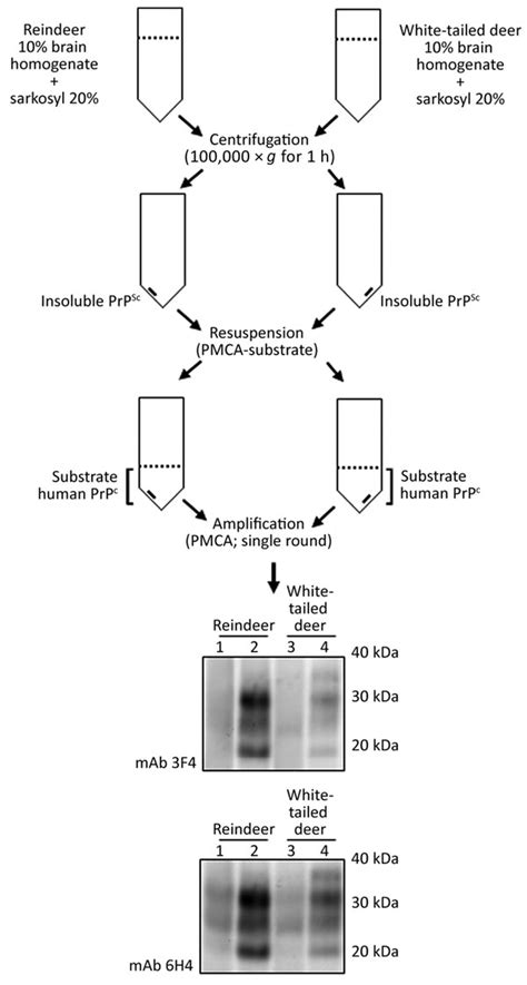 Figure 5 Susceptibility Of Human Prion Protein To Conversion By