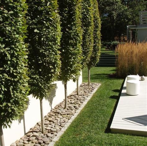 Best 20 Privacy Trees Ideas On Pinterest Privacy Landscaping