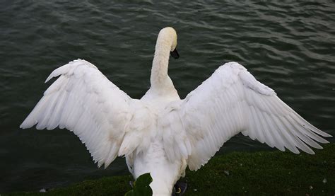 A Swan Spreading Its Wings Free Photo Rawpixel