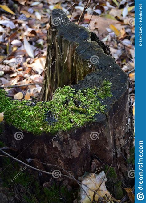 Old Tree Stump With Green Moss Dry Fallen Leaves On The Ground Stock