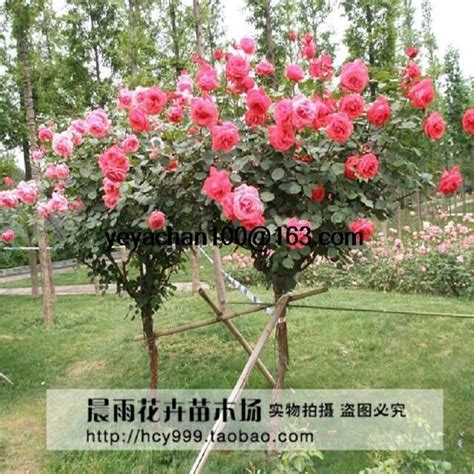 Buy 100 Red Rose Tree Seeds Diy Home Garden Potted