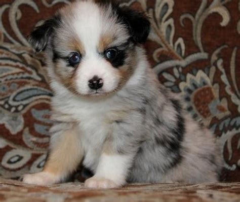 Beautiful Australian Shepherd Puppies For Sale Adoption From Bay Of Plenty