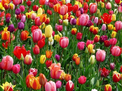 Tulips Tulip Bed Free Stock Photos In Jpeg  3264x2448 Format For