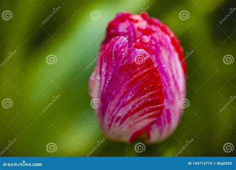 A Red Tulips In Macro Style Stock Photo Image Of Colourful Patelsn