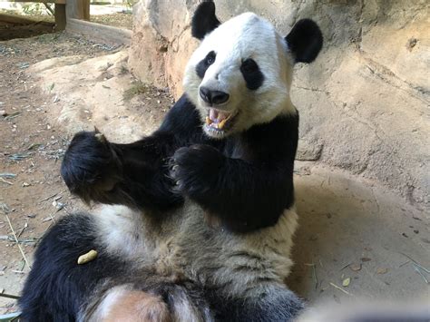 Panda Updates Monday December 6 Zoo Atlanta