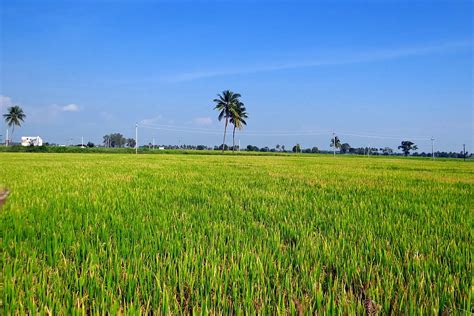 5760x1080px Free Download Hd Wallpaper Rice Fields Gangavati