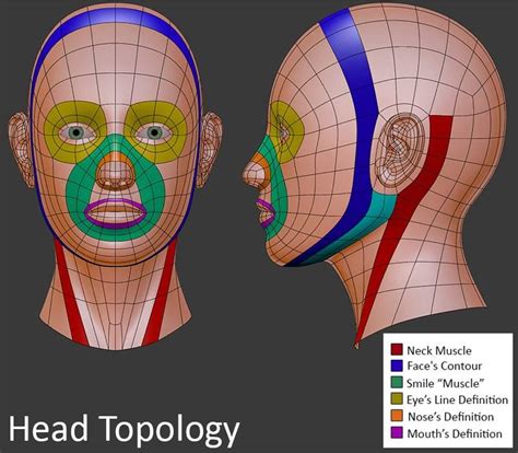 head topology face topology topology character design