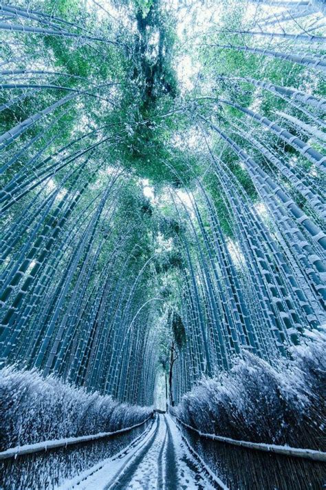 Arashiyama Bamboo Forest Kyoto Japan Frozen In Winter R