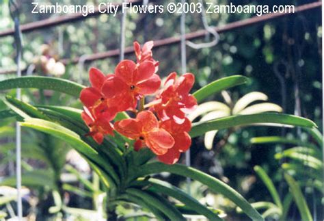 We did not find results for: Zamboanga City