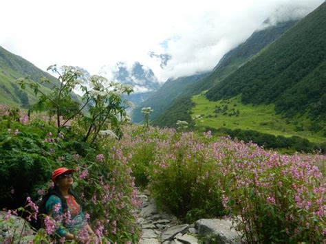 Valley Of Flower Picture Of Valley Of Flowers National Park