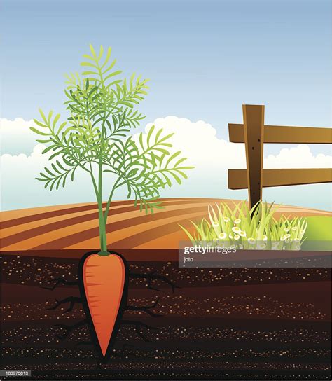 Growing Underground Carrot High Res Vector Graphic Getty Images