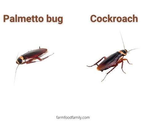 Palmetto Bugs Vs Cockroaches Whatre The Similarities And Differences