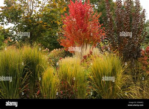 Colorful Fall Landscape Of Golden Northwind Grasses Beards Tongue Purple Smokebush Autumn
