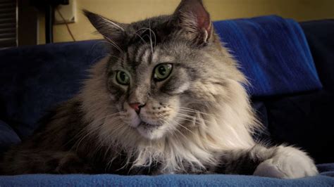 Norwegian forest cat may be more expensive than maine coon cats specifically because they originate in the northern europe and are adapted to the extremely cold climate. Norwegian Forest Cat Ragdoll Maine Coon - Best Cat Wallpaper