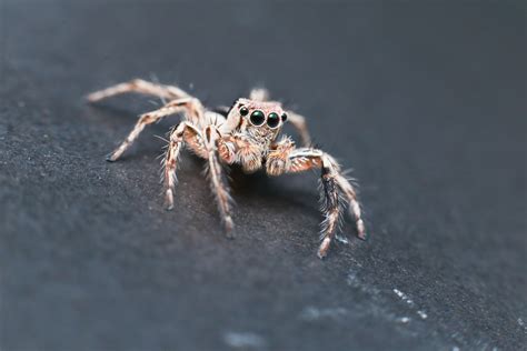 This is why basement insect control is crucial. Spiders: Creepy Pests Crawling Through Your Home