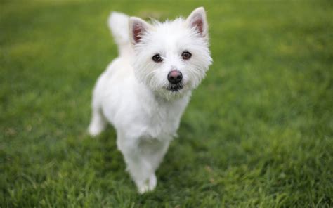 Kenzie Small Female Maltese X West Highland White Terrier Mix Dog In
