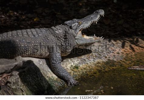 Large Crocodile Us Sideways Open Mouth Stock Photo 1122347387