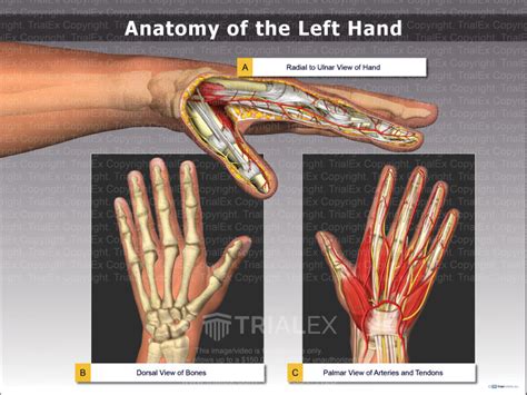 Anatomy Of The Left Hand Trial Exhibits Inc