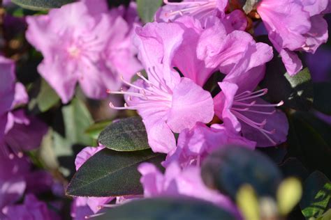 P J M Rhododendron Is A Early Spring Bloomer With Pink Flowers