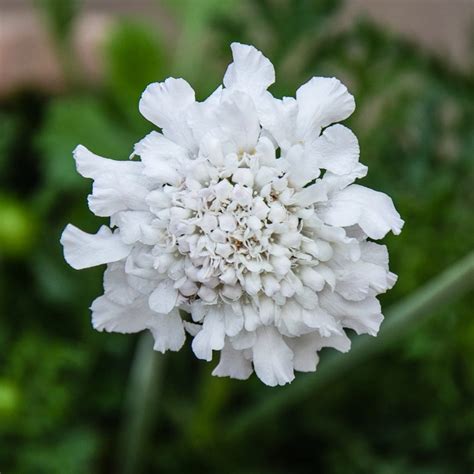 Scabiosa Columbaria Flutter Pure White 2l Pincushion Flower The
