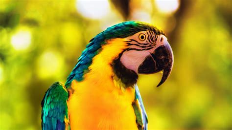Macaw Parrot Bird Bright Branch 4k Hd Wallpapers Hd Wallpapers