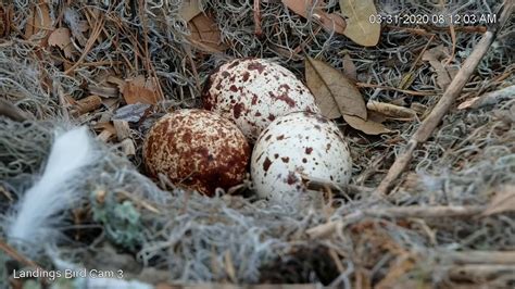 A Close Look At Beautifully Patterned Osprey Eggs March 31 2020 Youtube