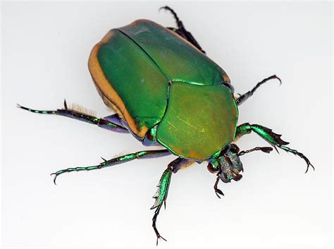 Tattoo designs have been designed by dj minor. Cotinus texana, A Metallic Green Fig Beetle | June bug ...