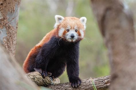 List Of 8 Can Red Pandas Be Pets